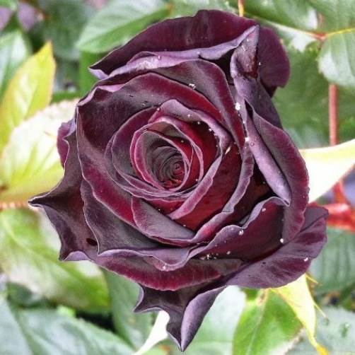 Black Baccara Hybrid Tea Rose Unique scented deep red black Rosa Bush