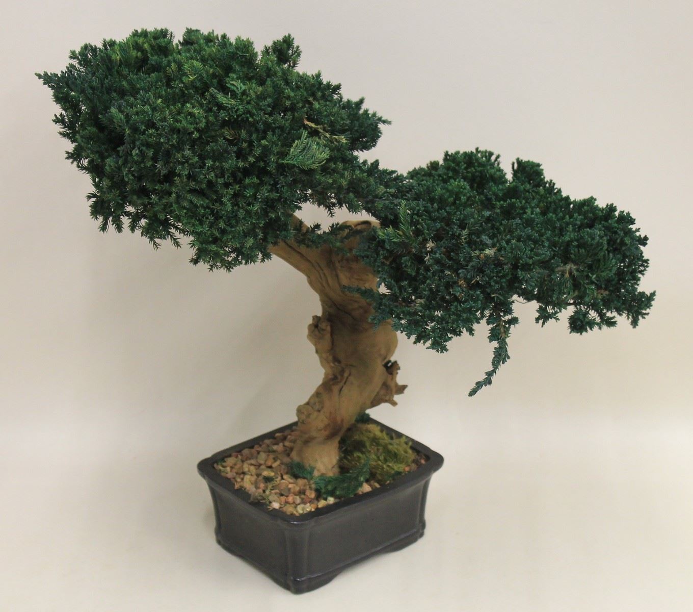 Preserved Monterey Double Tiered Bonsai Tree in Ceramic Pot Preserved
