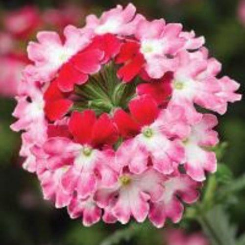 Trailing Verbena Plant in a 9cm Pot x 3. Hanging Basket Plants eBay