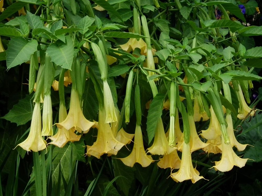 Brugmansia / Angels' Trumpets / Datura Large Plant in a 24cm Pot. eBay