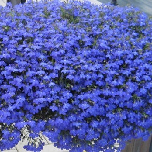 Trailing Lobelia Plants. Hanging Basket Plants. 12 Garden Ready Plants