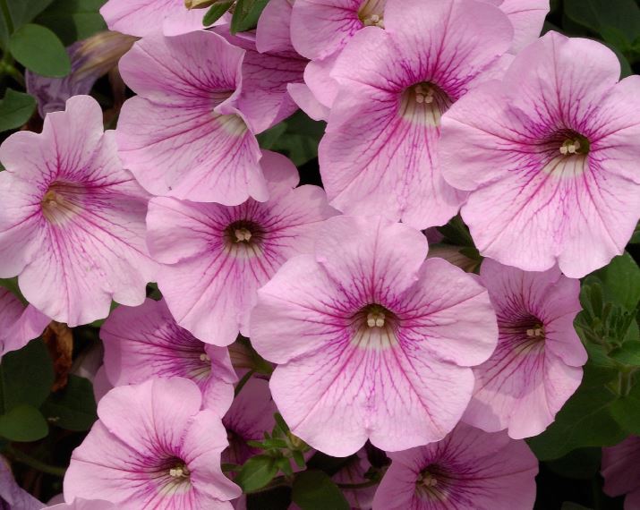 Trailing Petunia Surfinia Plant in 9cm