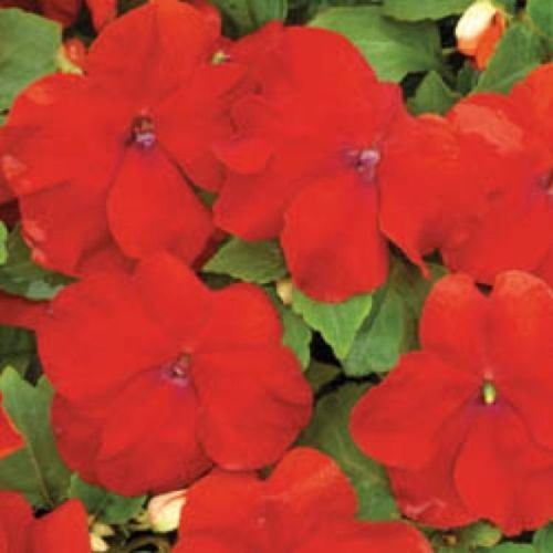 Busy Lizzy Bedding Plants. 12 Garden Ready Plants. Impatiens eBay