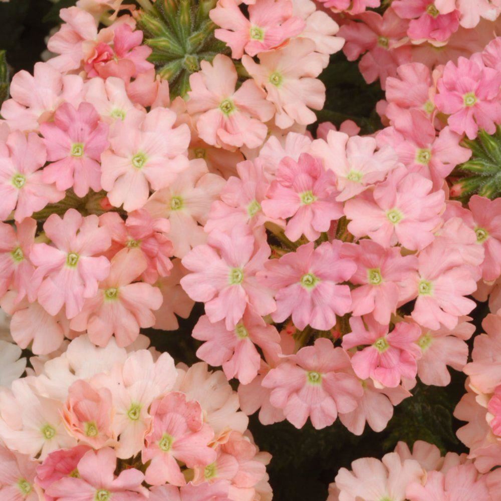 Trailing Verbena Plant in a 9cm Pot x 3. Hanging Basket Plants eBay