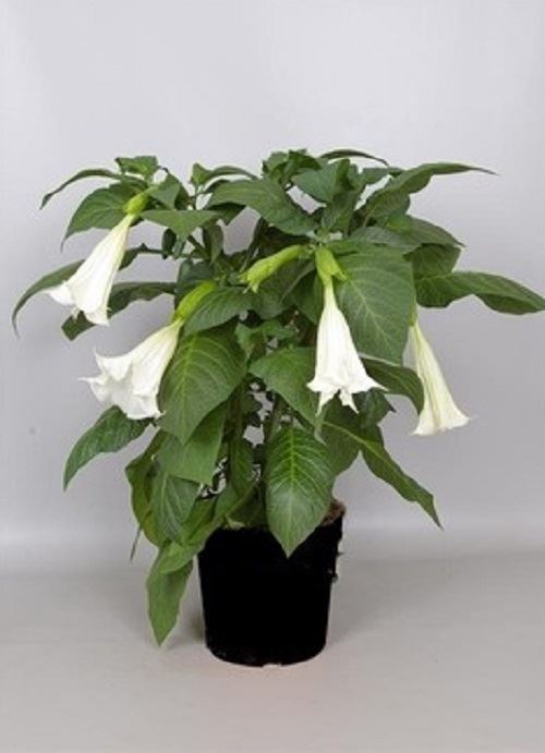 Brugmansia / Angels' Trumpets / Datura Large Plant in a 24cm Pot. eBay