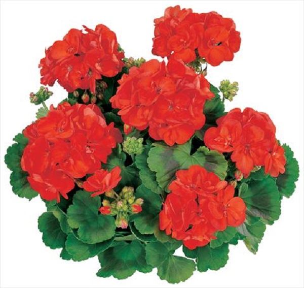 Zonal Geranium Plant in a 10cm Pot. Zonal Pelargonium
