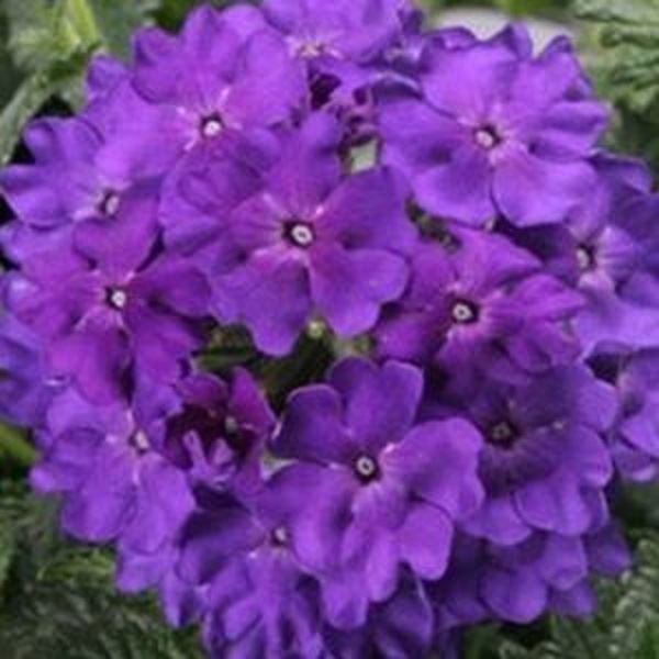 Trailing Verbena Plant in a 9cm Pot x 3. Hanging Basket Plants eBay