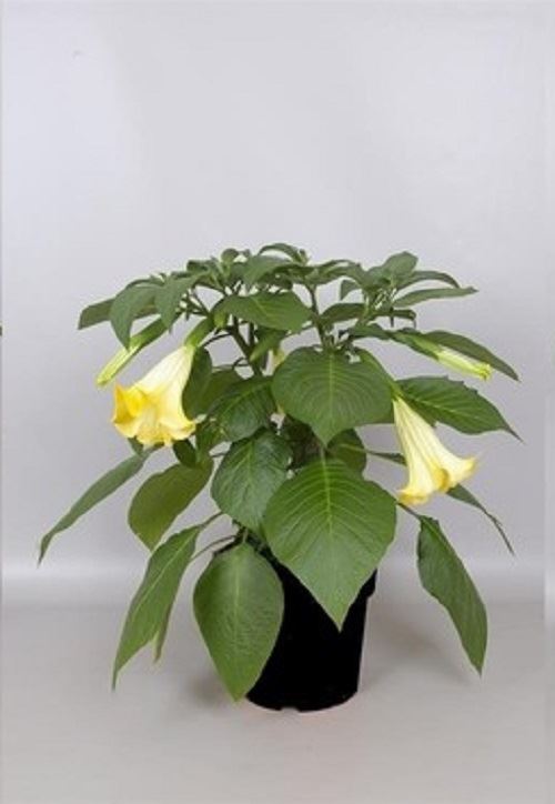 Brugmansia / Angels' Trumpets / Datura Large Plant in a 24cm Pot. eBay