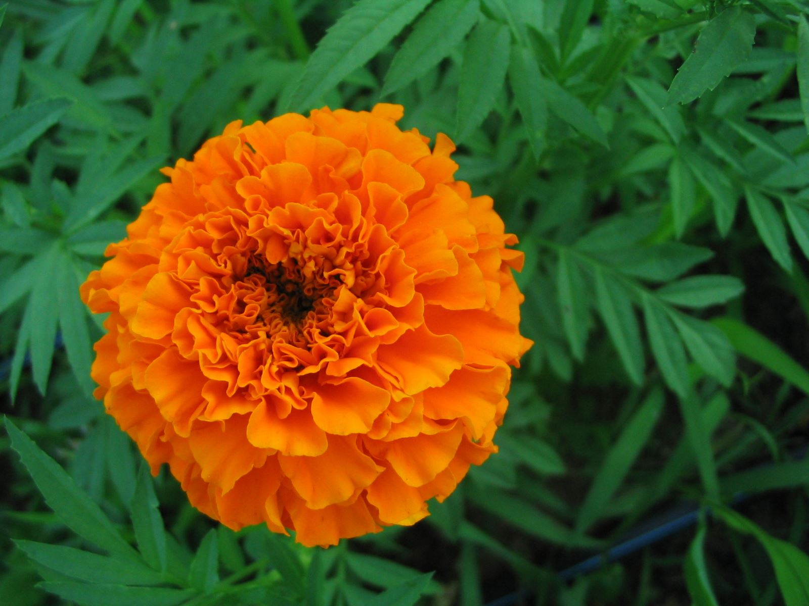 African Marigold Bedding plants. 12 Garden Ready Plants. eBay
