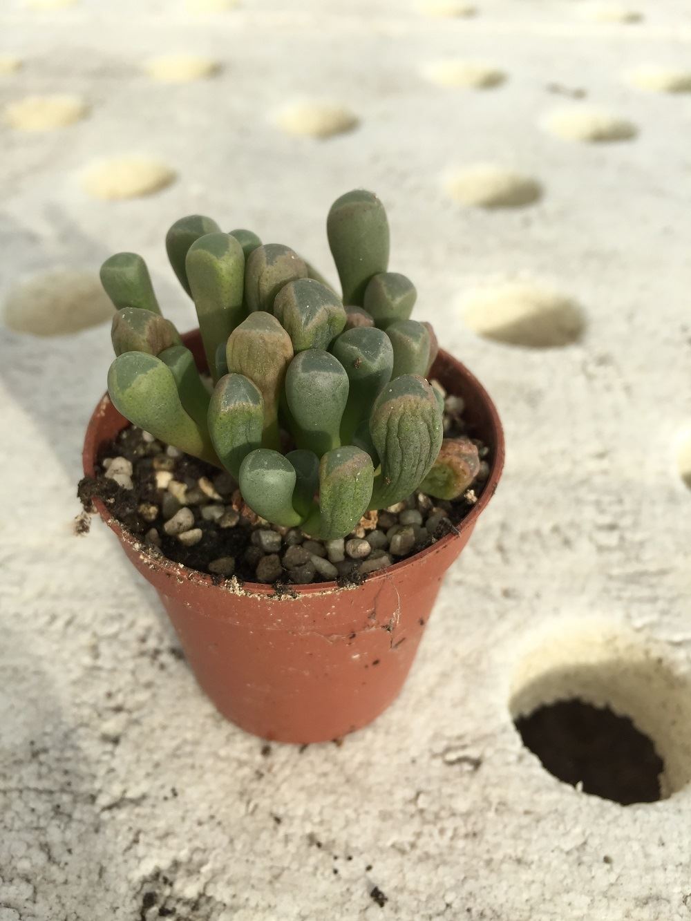 Lithops, Living Stones, Flowering Stones Plant. 5 different varieties