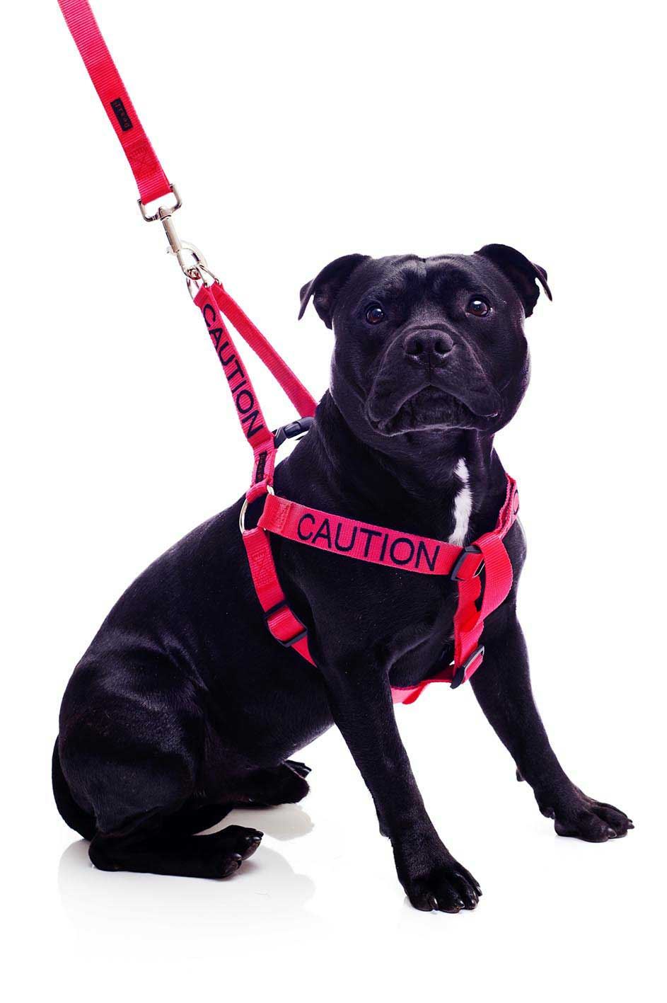 Warning Dog Collars Lead Leash Harness Vest Colour Coded Friendly Deaf