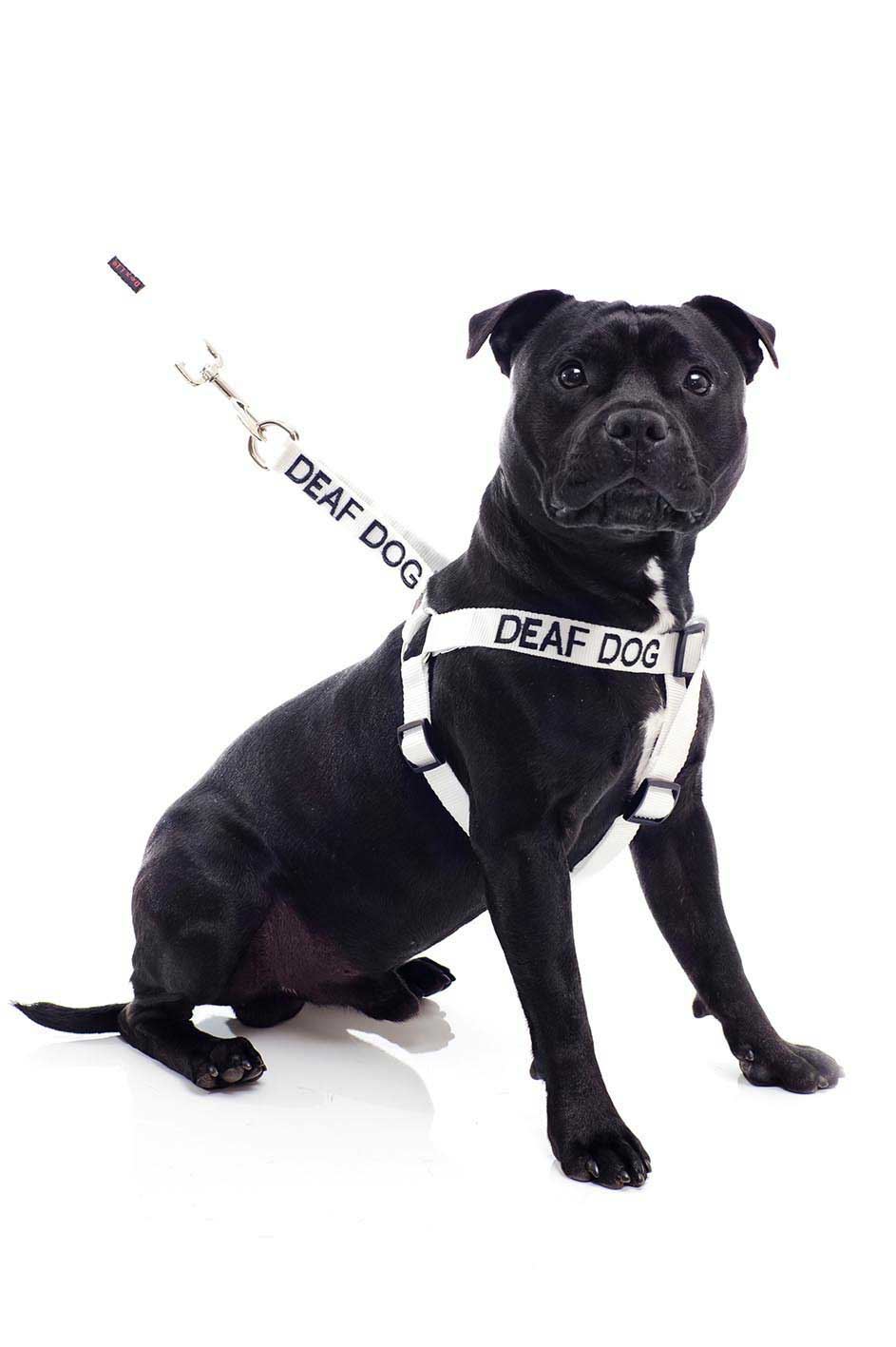 Warning Dog Collars Lead Leash Harness Vest Colour Coded Friendly Deaf