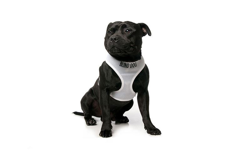 Warning Dog Collars Lead Leash Harness Vest Colour Coded Friendly Deaf