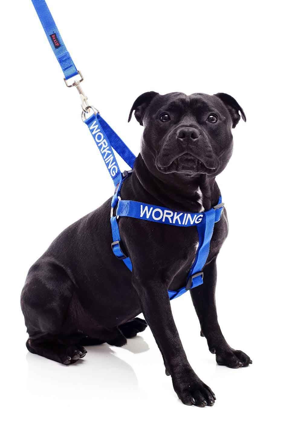 Warning Dog Collars Lead Leash Harness Vest Colour Coded Friendly Deaf S M L eBay