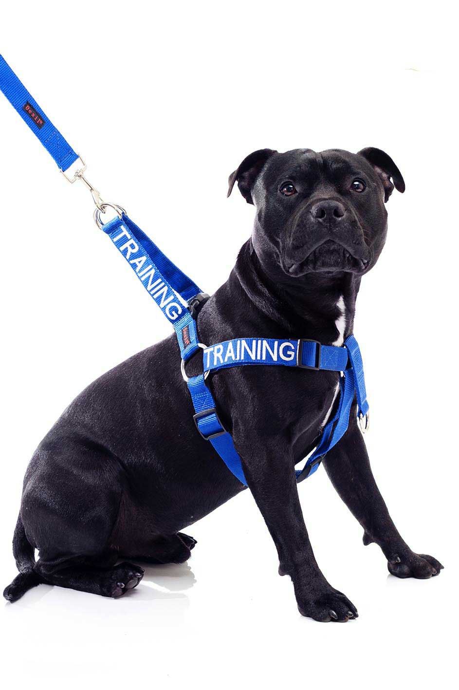puppy harness petsmart petsmart seat belt harness petsmart get free image about wiring diagram puppy harness petsmart petsmart seat belt harness petsmart get free image about wiring diagram