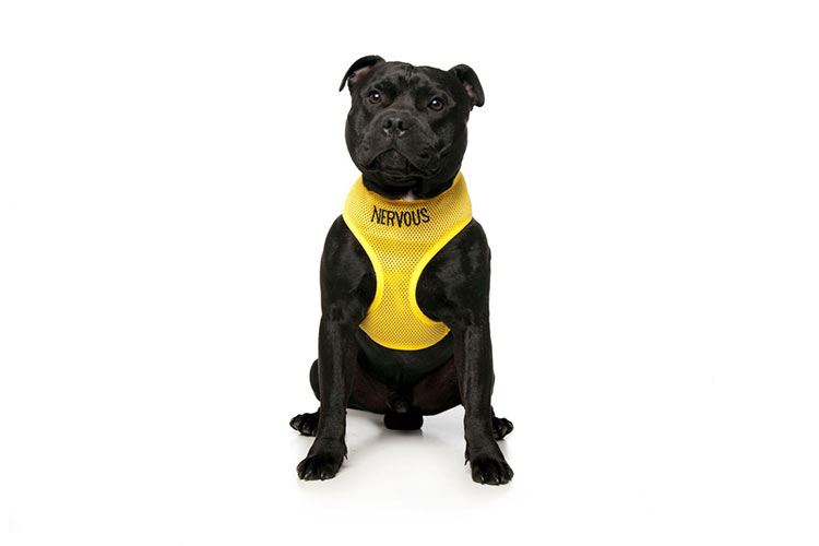 Warning Dog Collars Lead Leash Harness Vest Colour Coded Friendly Deaf