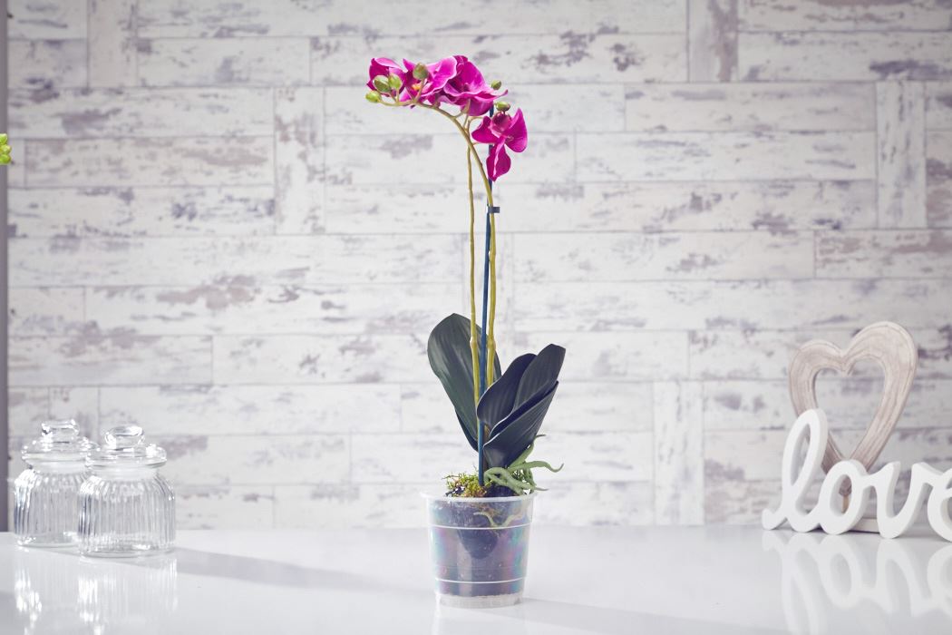 Ventana de plastico venta orquideas