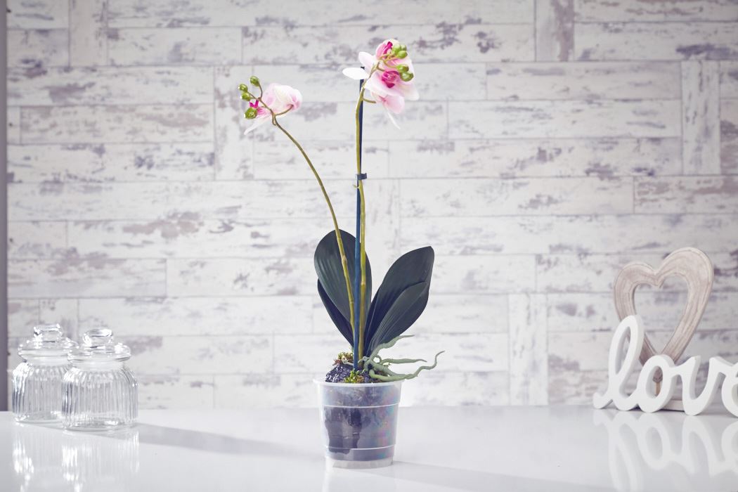 Ventana de plastico venta orquideas