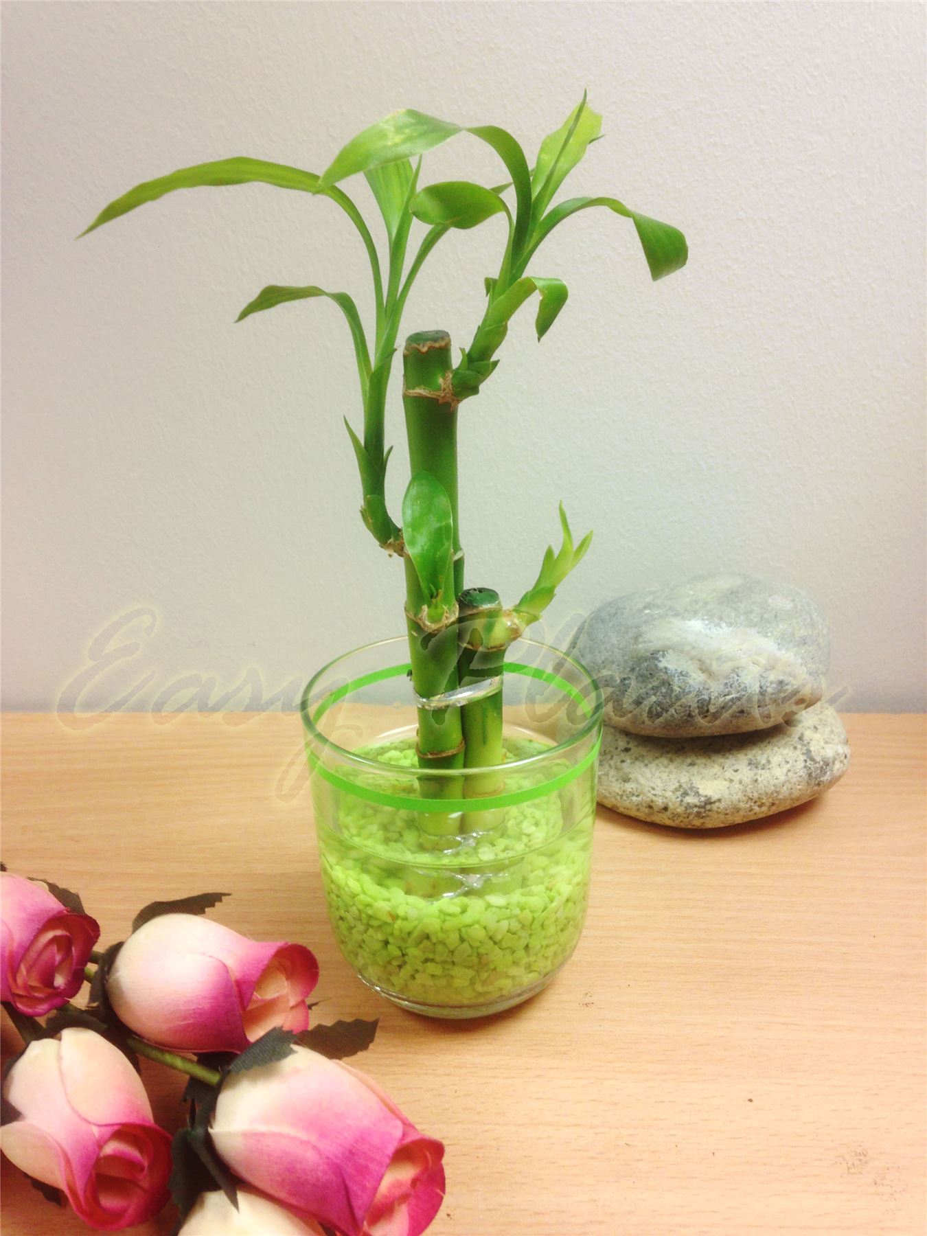 1 Lucky Bamboo Ribbon Plant 3 Stalks in Colour Vase House Office Decor