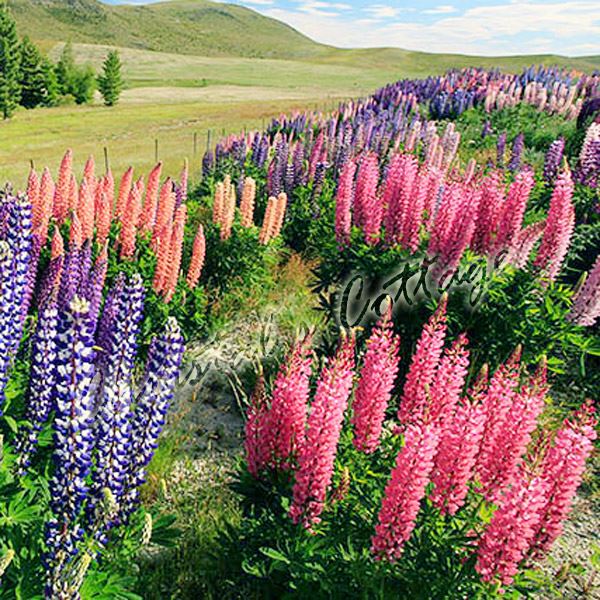 mixed colour lupins perennial garden roots plants summer flower gardening bulbs ebay mixed colour lupins perennial garden roots plants summer flower gardening bulbs ebay