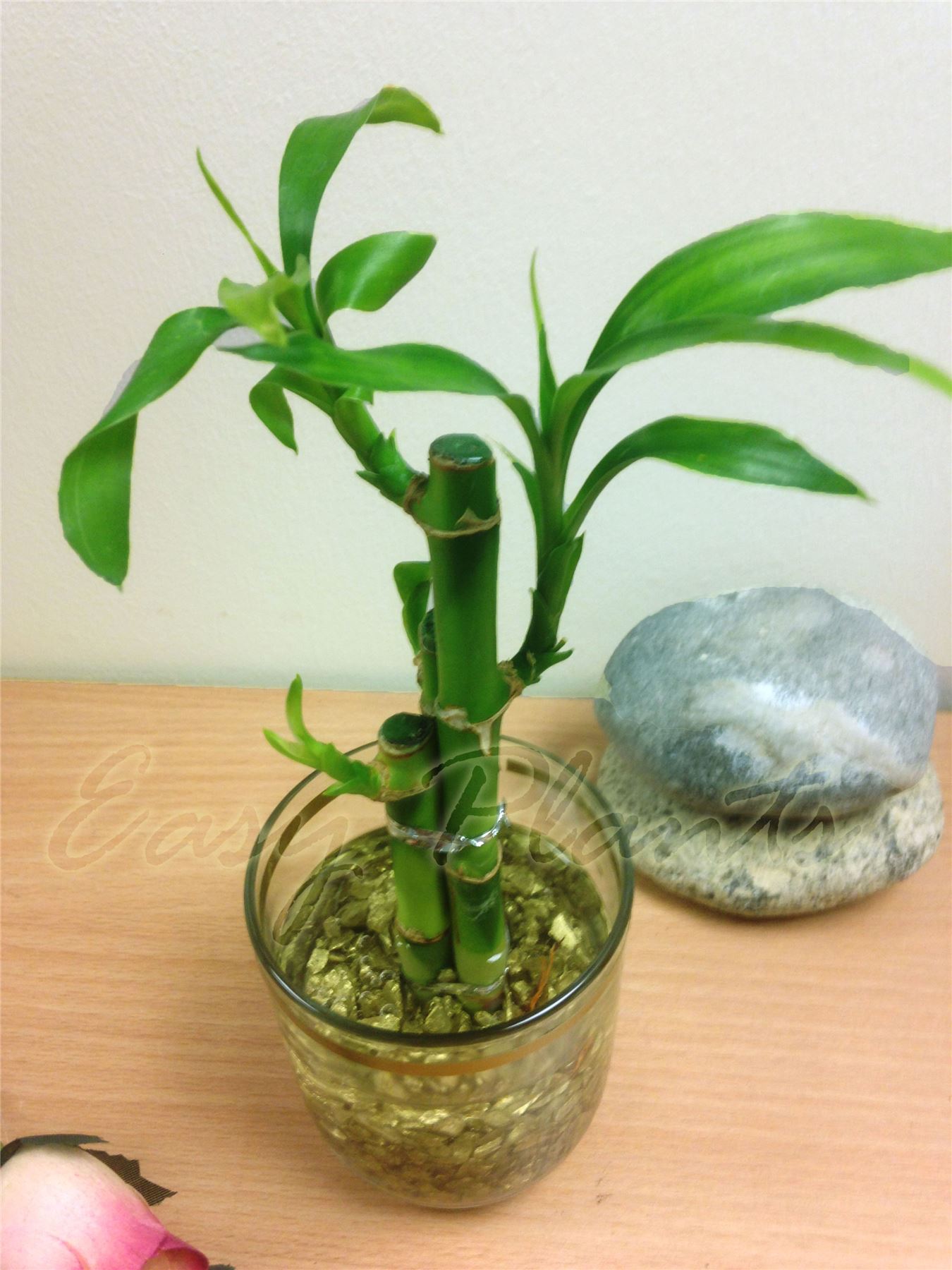 1 Lucky Bamboo Ribbon Plant 3 Stalks in Colour Vase House Office Decor