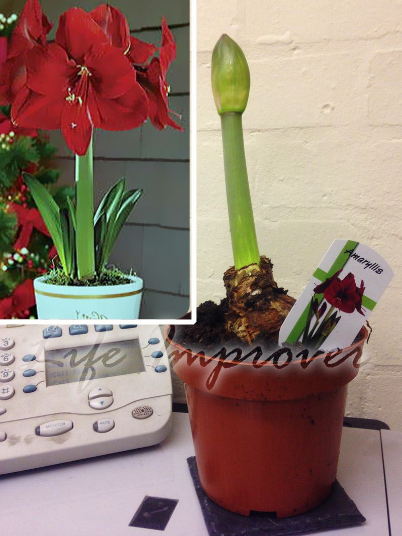 1 Scarlet Amaryllis Indoor Evergreen Garden Christmas House Plant in Pot Gift eBay