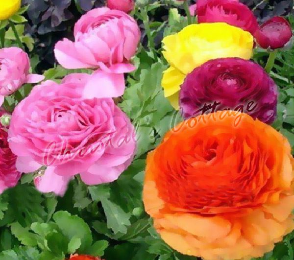 10 / 20 Mixed Colour Ranunculus Perennial Gardening Summer Flowering