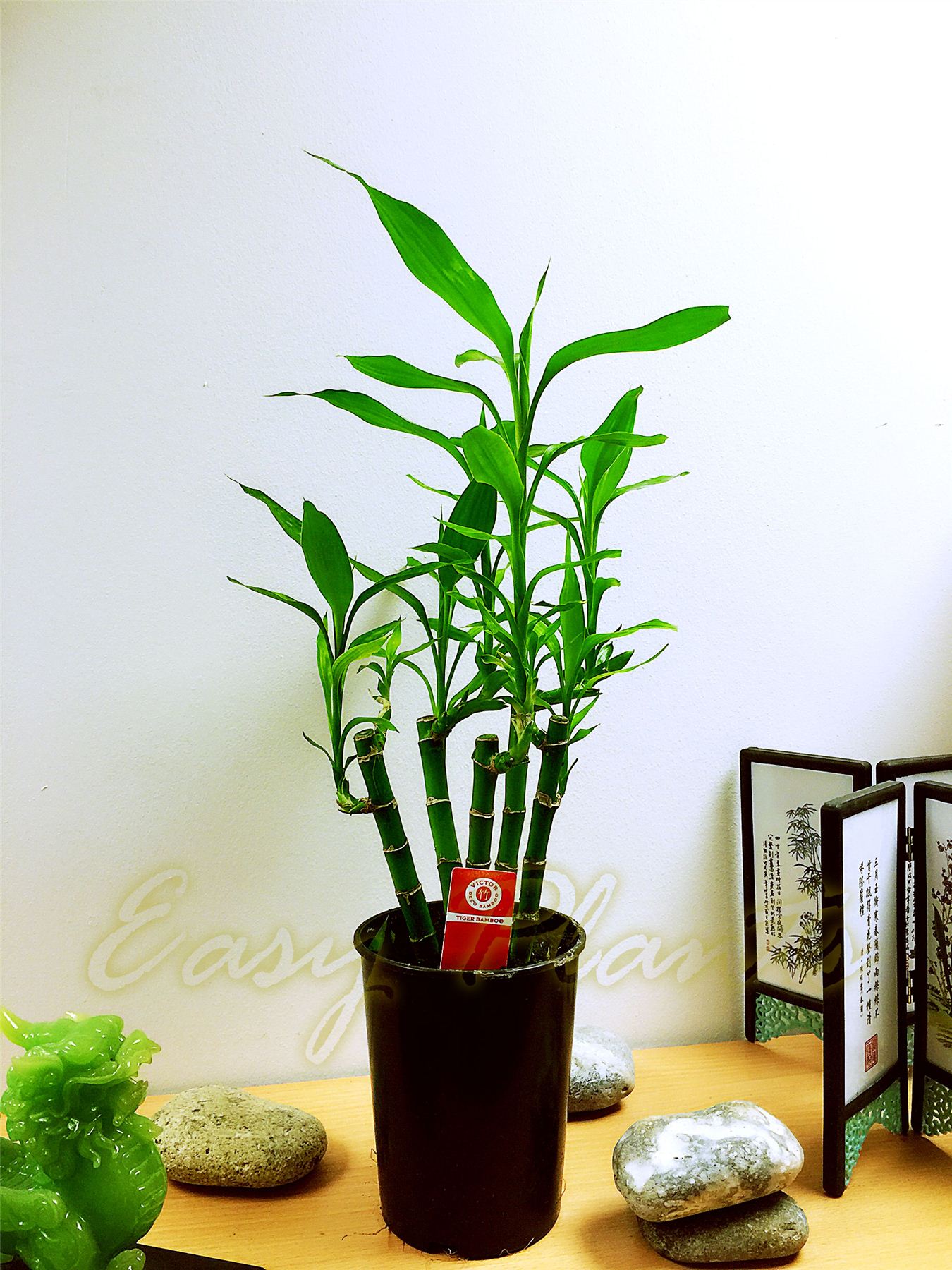 Pot of Lucky Bamboo Plant in Soil Colourful Stone Topping Bonsai House