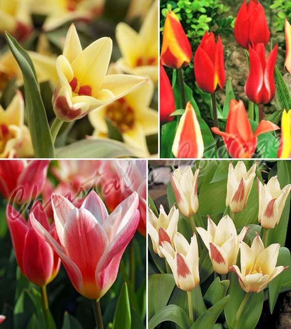 Tulip Rockery Spring Flowering Mixed Colour Gardening Bulb Corm