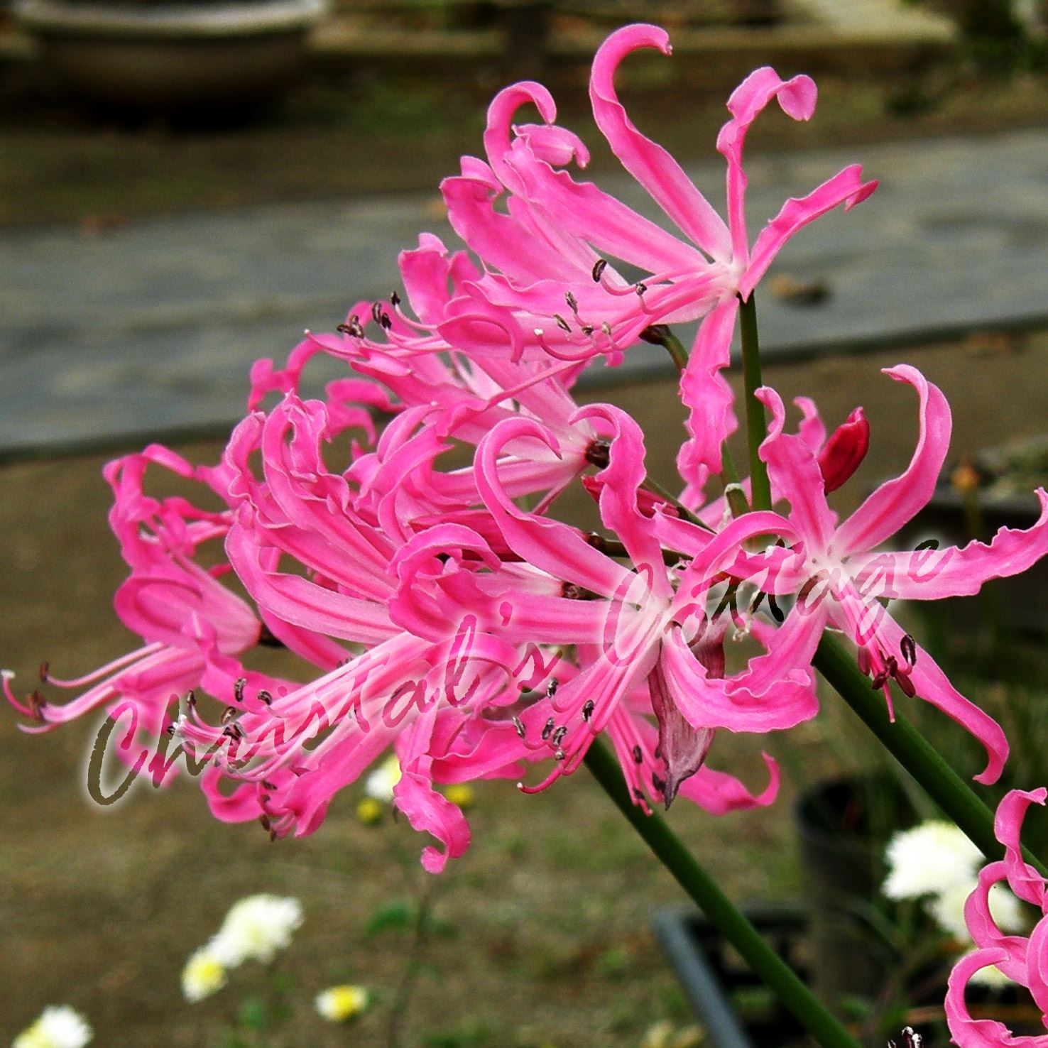 Bulbes Nerine Bowdenii Jardin Guernesey Lys Automne Fleur Rose Bulbe