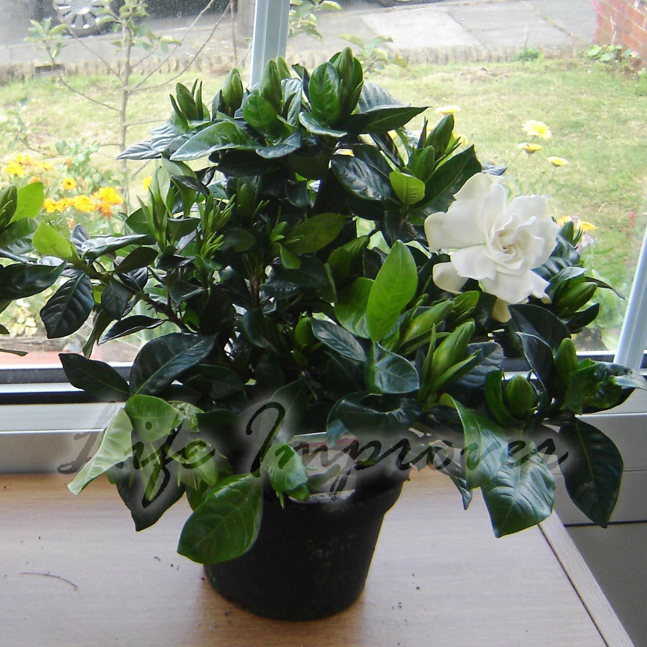 1 SCENTED FRAGRANCE GARDENIA JASMINE EVERGREEN INDOORN HOUSE PLANT IN