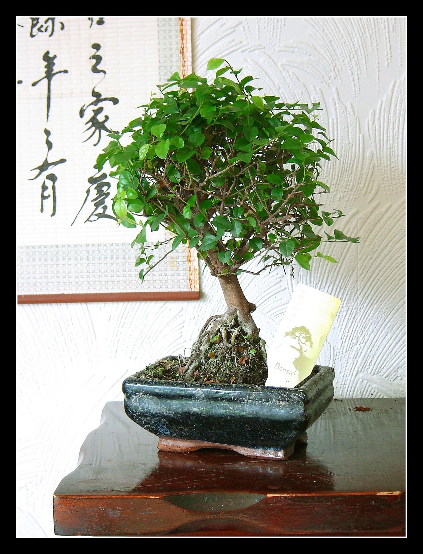 Traditional Bonsai Tree Pot Zelkova Sageretia Chinese Elm Outdoor