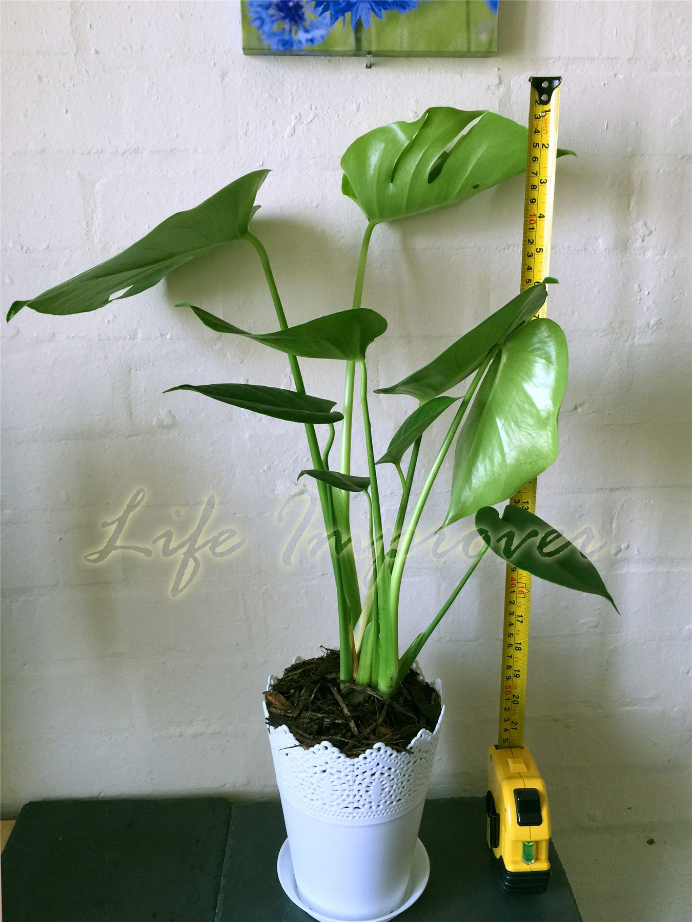 65cm Swiss Cheese Plant in Pot Climbing Monstera Deliciosa Garden