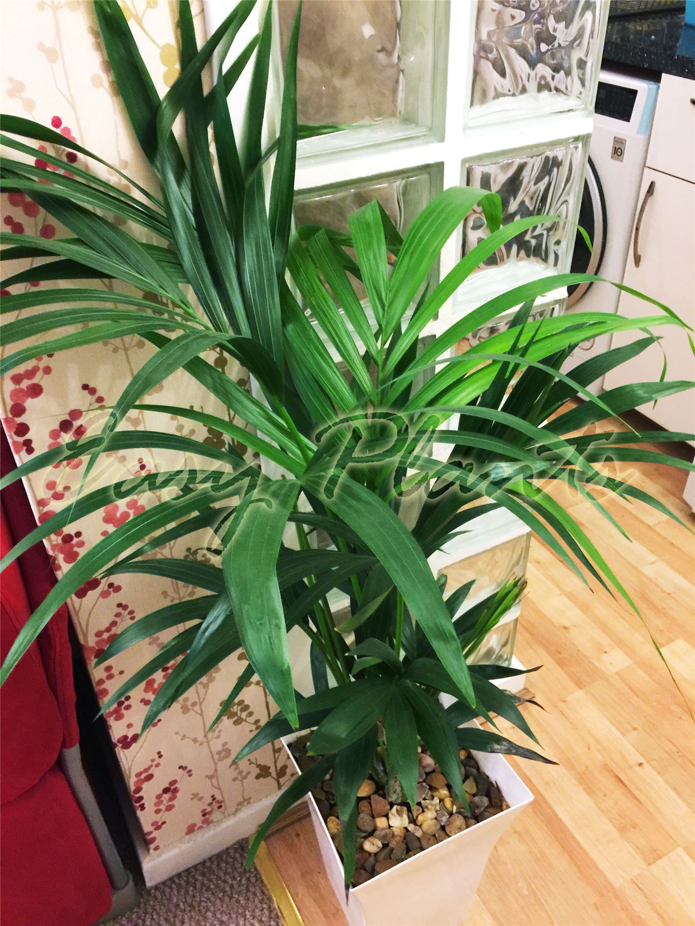 1 Large Indoor Office House Tree Milano Gloss Pot Palm