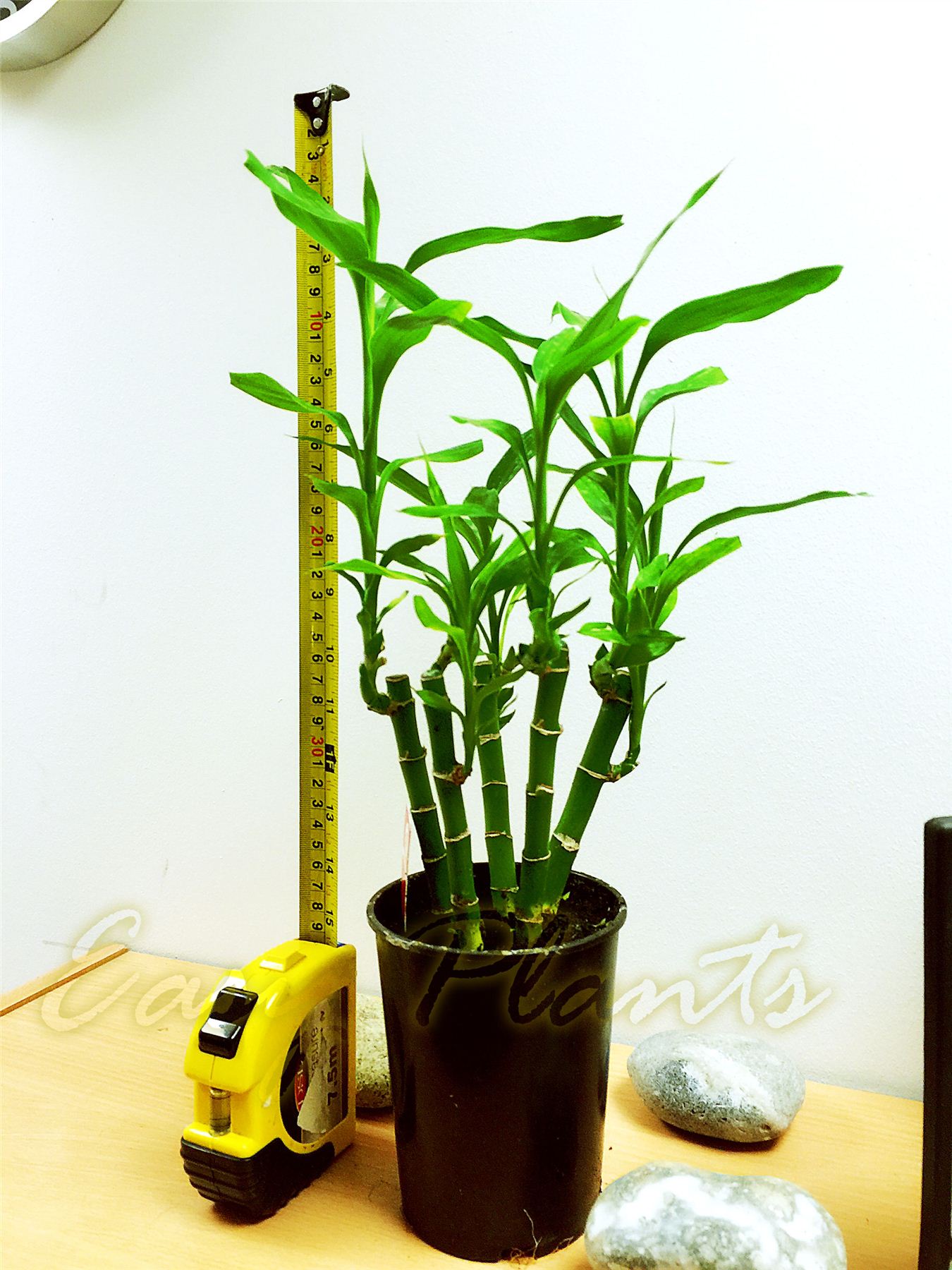 Lucky Bamboo Group Plant in Soil White Gravel Topping Pot