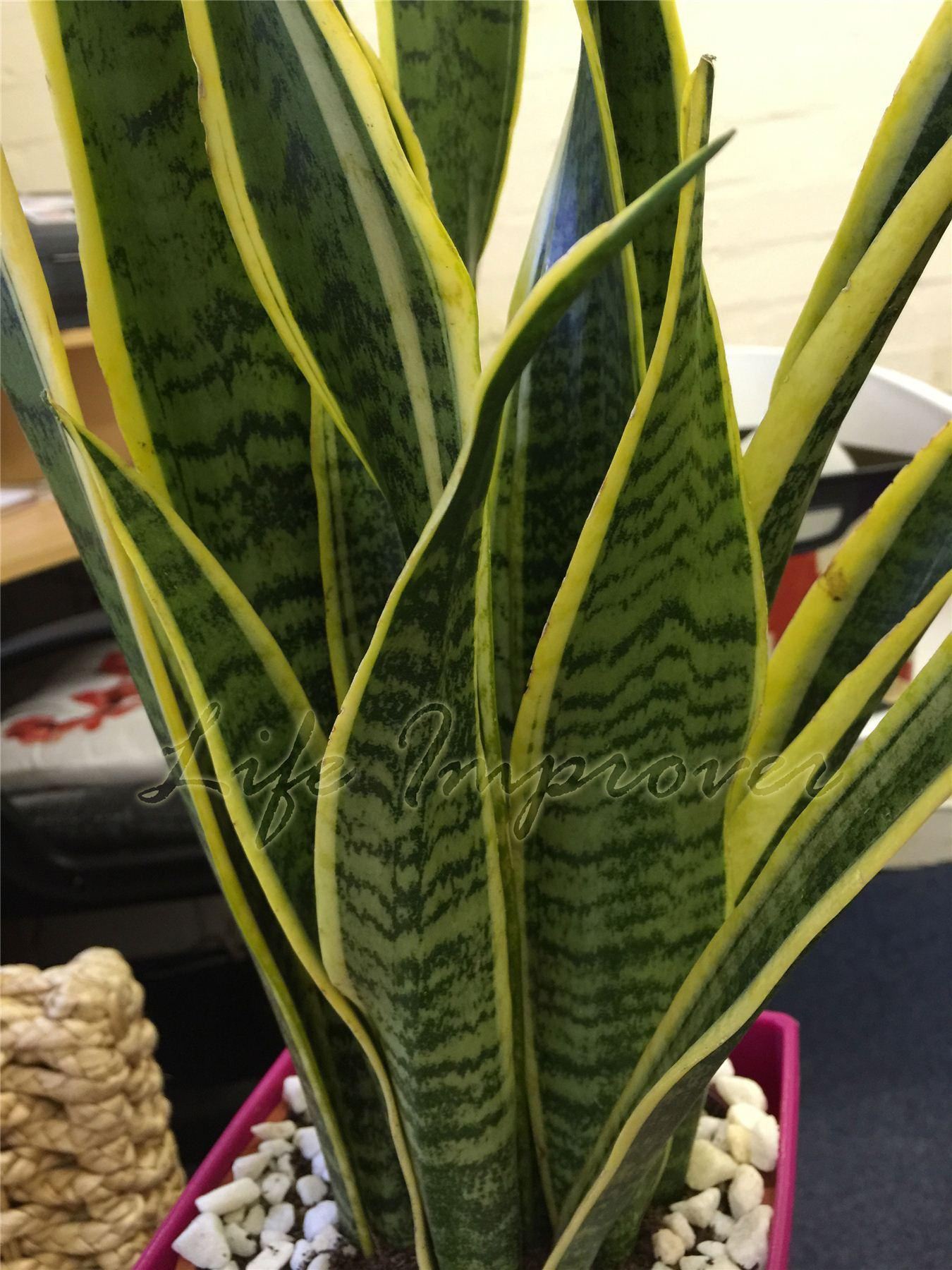 Mother in Law's Tongue Good Luck Plant Snake Plant Evergreen Indoor