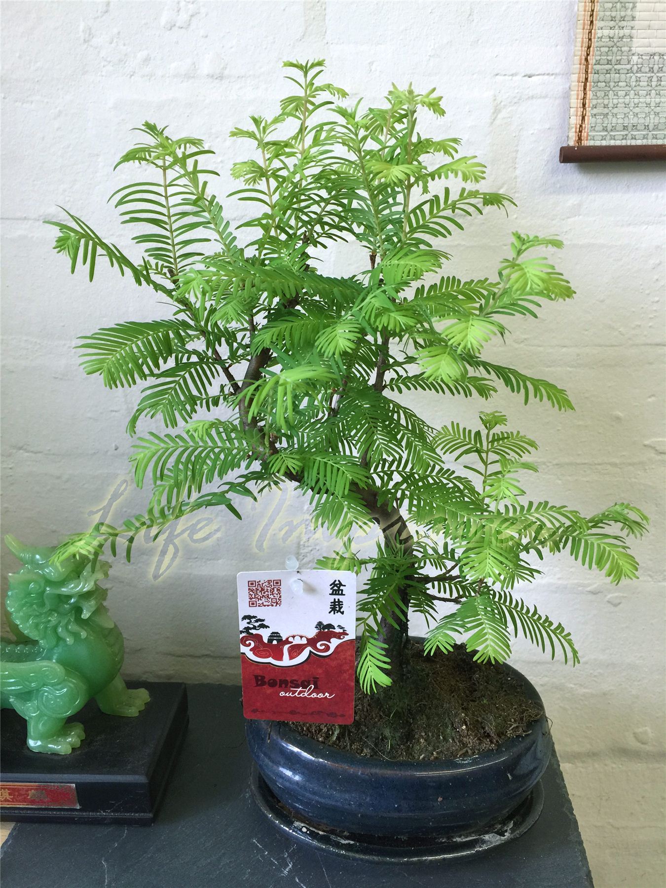 FOREST GROUP BONSAI DAWN REDWOOD OUTDOOR PLANT BLUE CERAMIC POT & SAUCER eBay