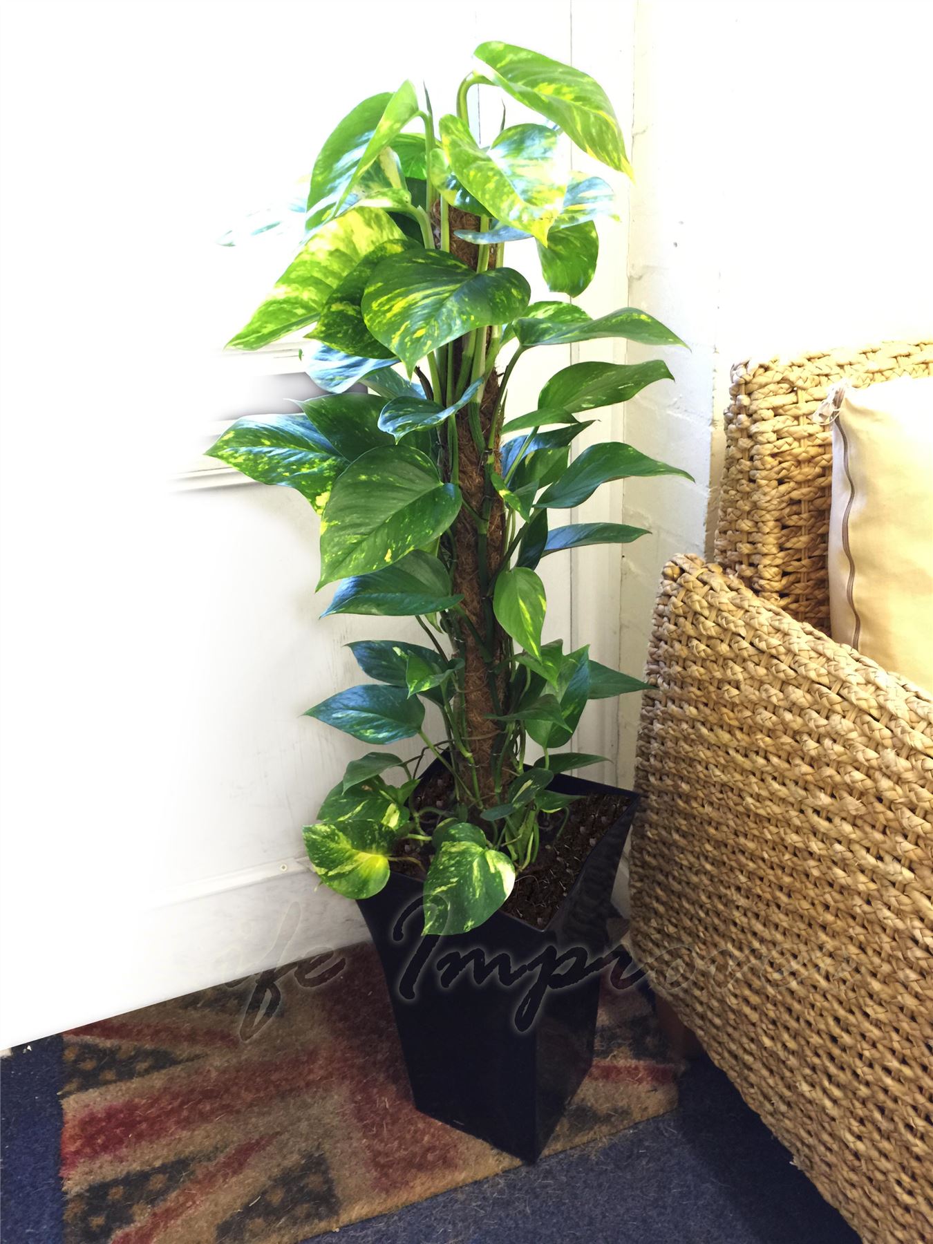1 großen Innen Büro Wohnhaus Baum @ Milano Gloss Pot Palm Snake ... 1 großen Innen Büro Wohnhaus Baum @ Milano Gloss Pot Palm Snake ...