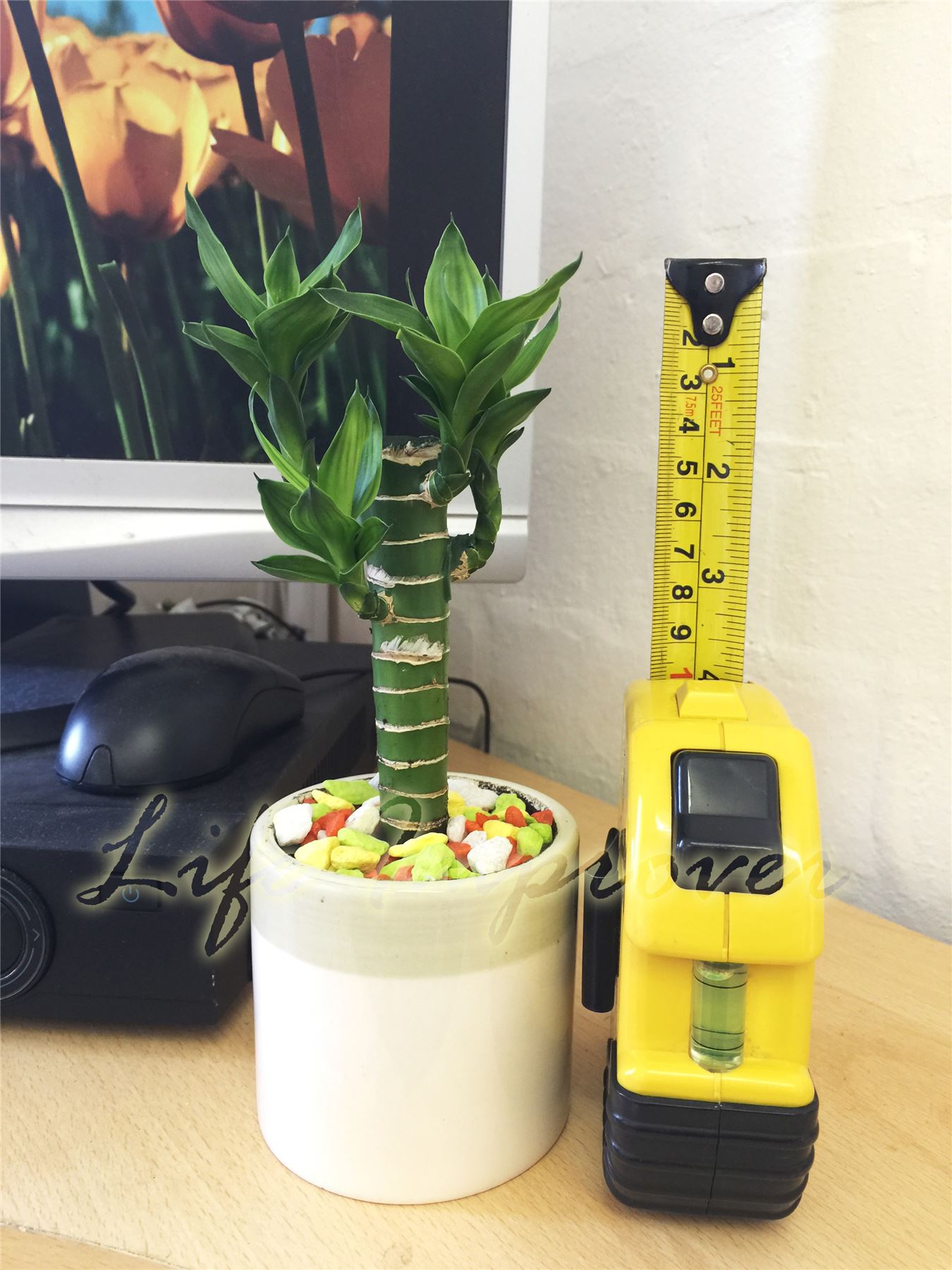 Pot of Lucky Bamboo Plant in Soil Colourful Stone Topping