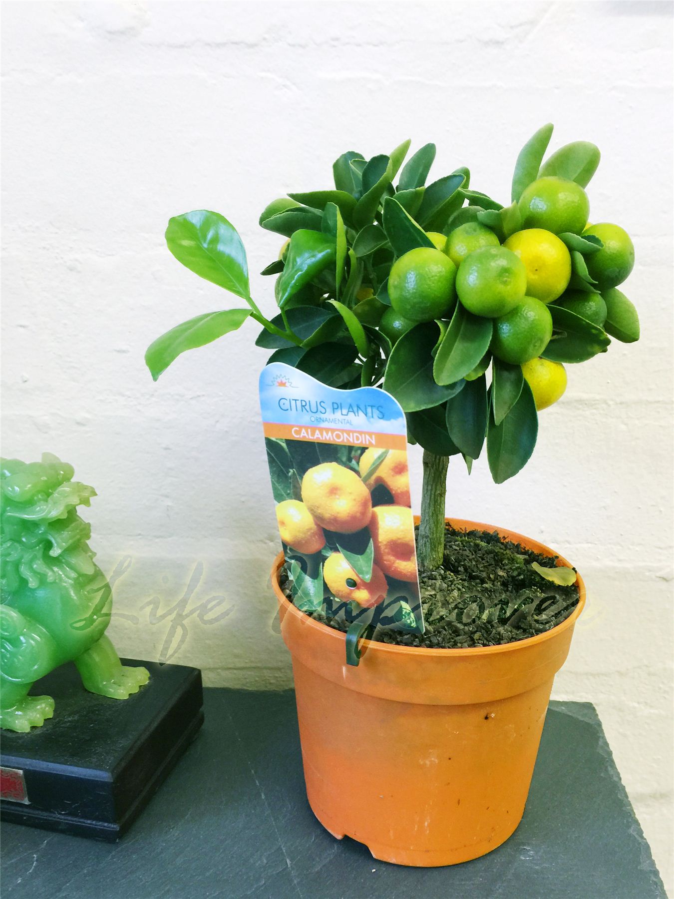 Dwarf Scent Kumquat Orange Citrus Fruit Tree House Plant Pot & Animal
