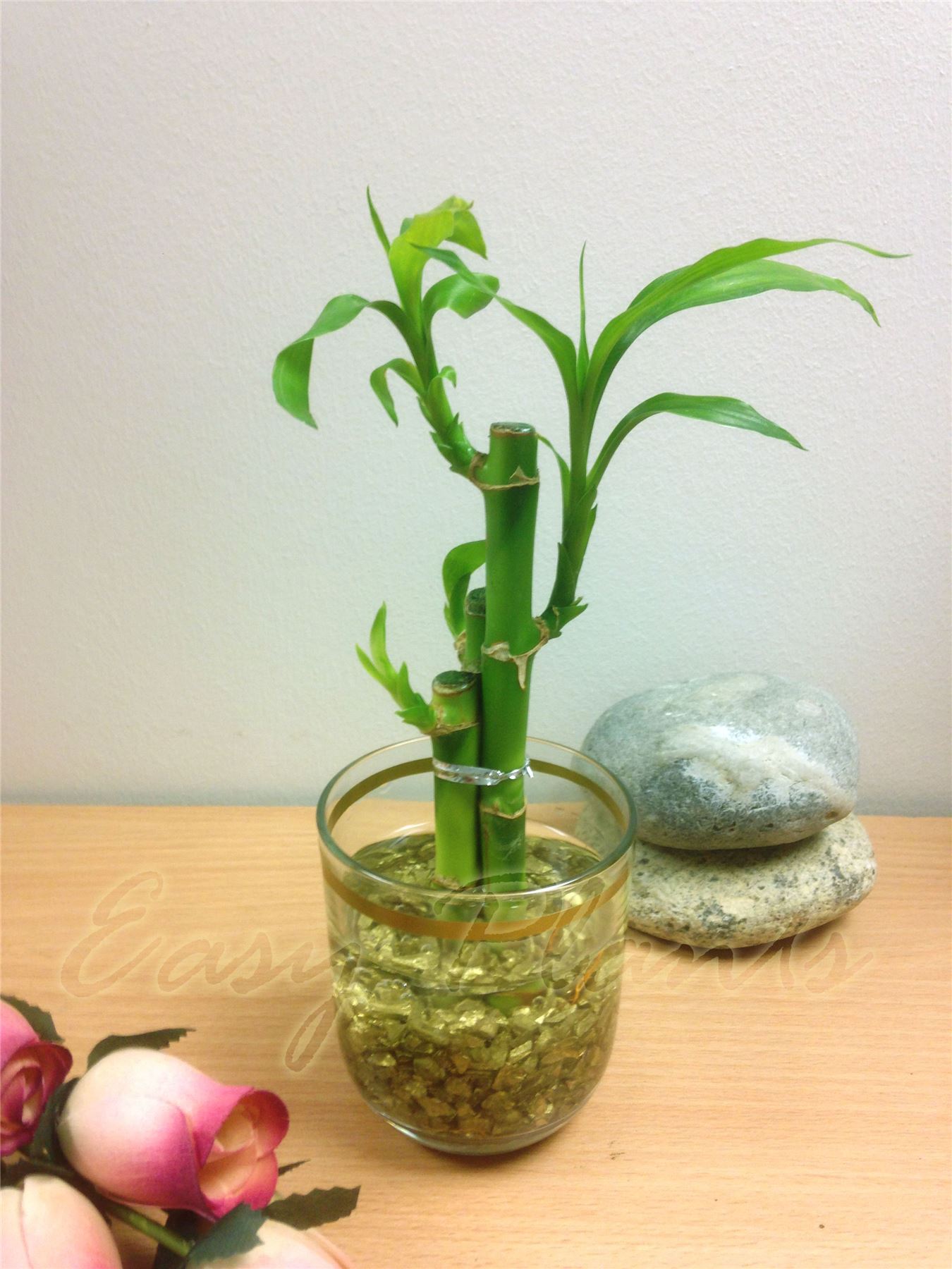 1 Pot of Lucky Bamboo in Colourful Glass Vase House Plant Feng Shui