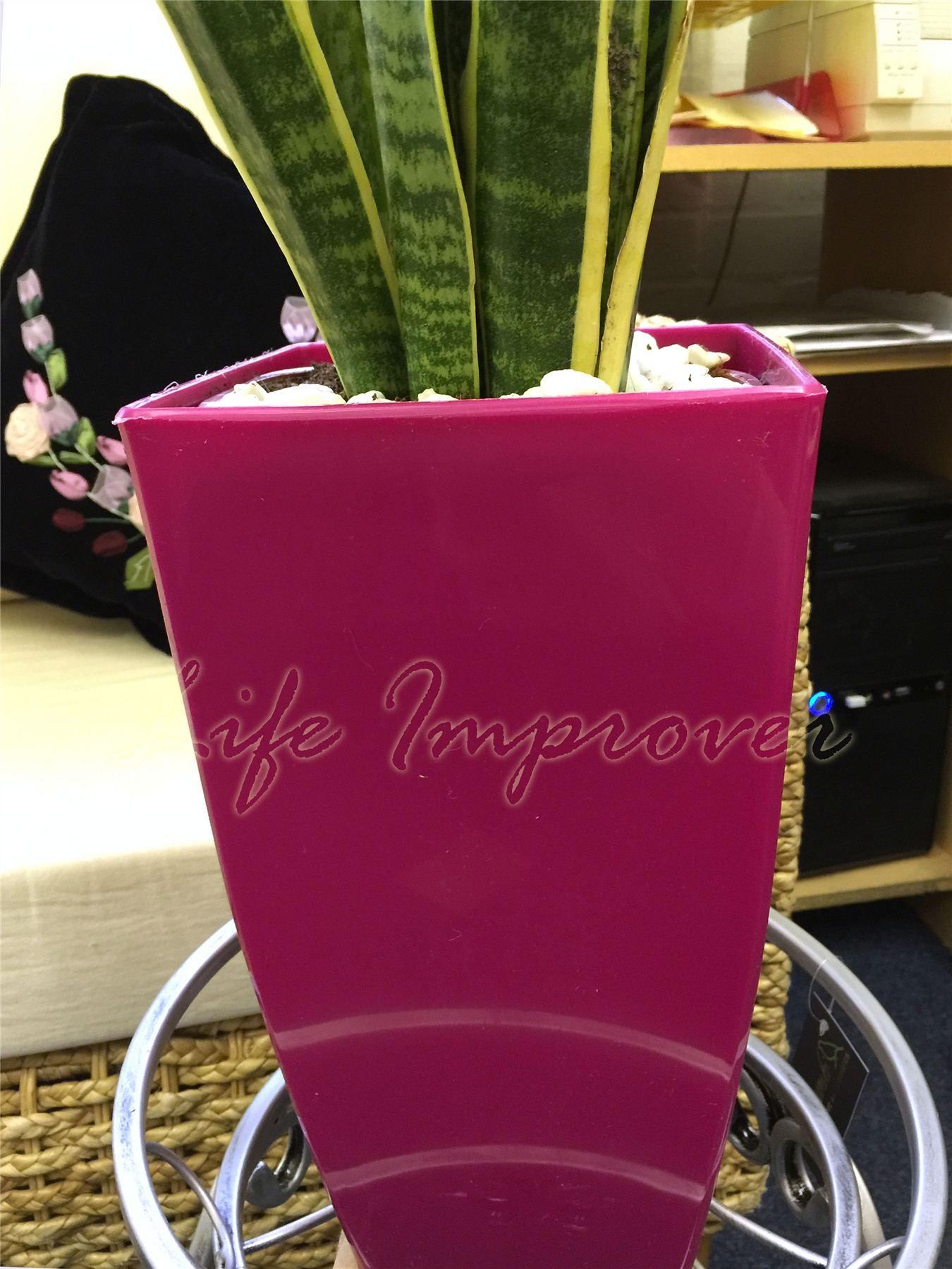 1 MOTHER IN LAW'S TONGUE GOOD LUCK SNAKE PLANT IN POT