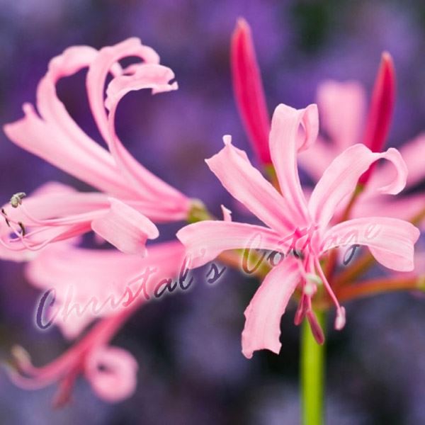 Bulbes Nerine Bowdenii Jardin Guernesey Lys Automne Fleur Rose Bulbe