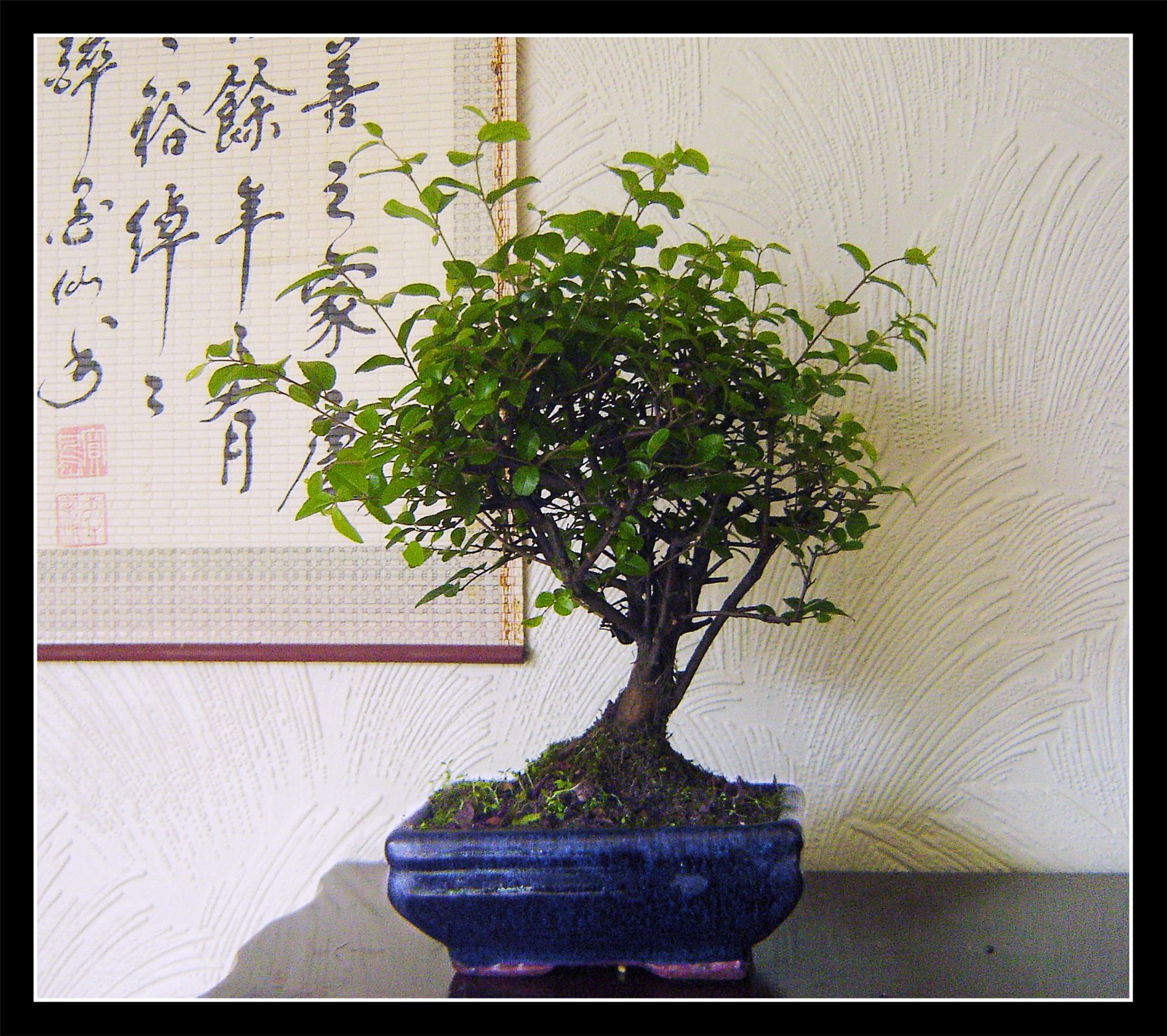 Traditional Bonsai Tree Pot Zelkova Sageretia Chinese Elm Outdoor