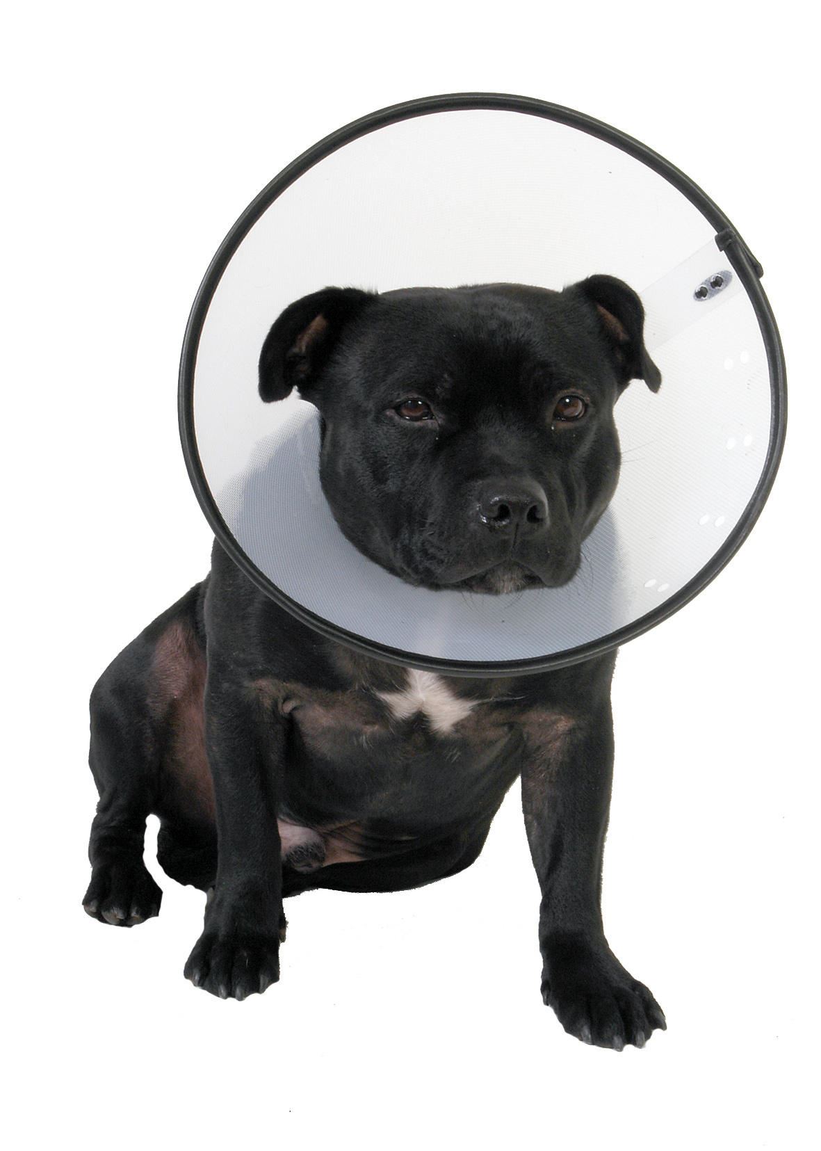 Company of Animals Smart Elizabethan Vet Collar Dog Cat Lampshade Recovery