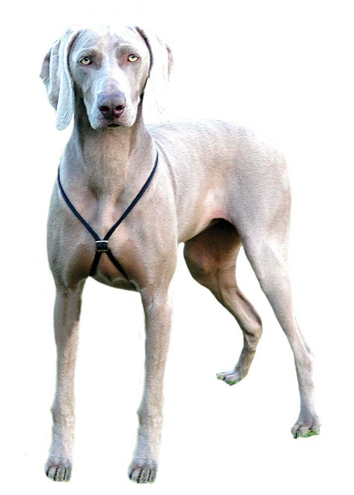 LUPI Puppy & Dog Non Pull Training Harness SMALL MEDIUM LARGE eBay